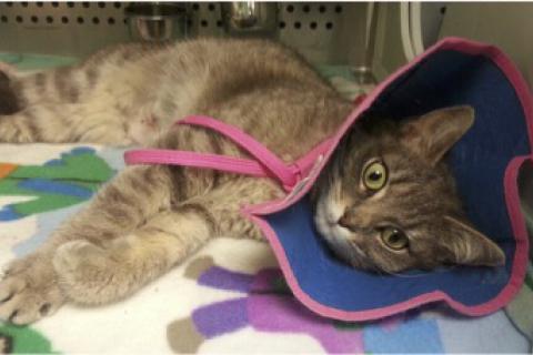 Cat wearing a cone on its head after surgery
